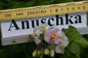 Anuschka is